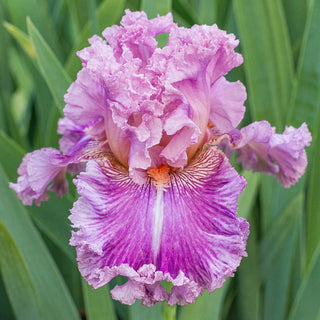 Just Witchery Bearded Iris Seeds